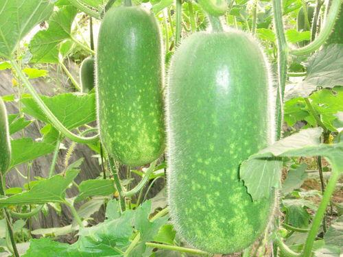 鹿羽吃瓜在哪里找,揭秘热门话题背后的秘密