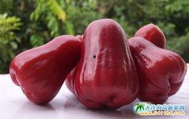 莲雾视频 吃瓜事件,揭秘网络舆论的风云变幻