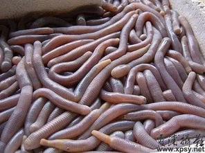 大虫子的吃瓜群,揭秘网络社交圈的独特魅力