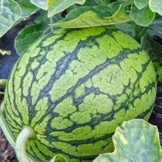 大学吃瓜头像,揭秘大学吃瓜头像背后的故事