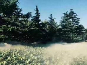 美术院吃瓜,一场吃瓜盛宴背后的艺术圈秘闻