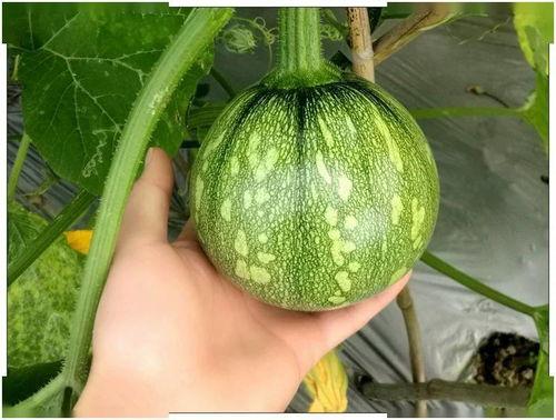 小卢吃瓜,揭秘娱乐圈那些不为人知的幕后故事